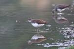 Green Sandpiper (Tringa ochropus)