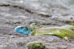 Green Lizard (Lacerta viridis)