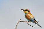 Vlha pestrá (Merops apiaster)