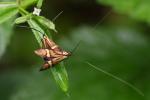 Adéla pestrá (Adela degeerella)