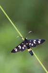 The Nine-spotted (Amata phegea)