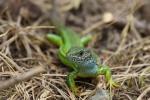 Green Lizard (Lacerta viridis)