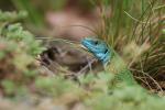 Green Lizard (Lacerta viridis)