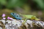 Green Lizard (Lacerta viridis)