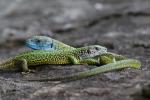 Green Lizard (Lacerta viridis)