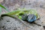 Green Lizard (Lacerta viridis)