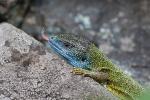 Green Lizard (Lacerta viridis)