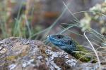 Green Lizard (Lacerta viridis)