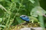 Green Lizard (Lacerta viridis)