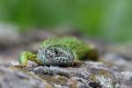 Green Lizard (Lacerta viridis)