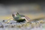 Green Lizard (Lacerta viridis)