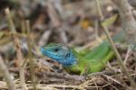 Green Lizard (Lacerta viridis)