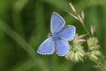 Modrásek jetelový (Polyommatus bellargus)