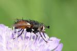 Moucha dobytčí (Musca autumnalis)