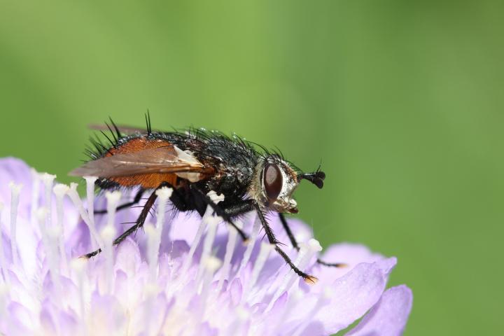 Moucha dobytčí (Musca autumnalis)