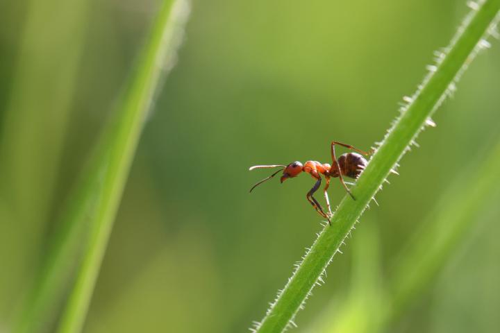 Reddish-brown European ant (Formica rufa)