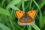 Ohniváček černočárný (Lycaena dispar)