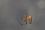 Domestic roofing (Tegenaria domestica)