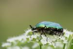 Rose Chafer (Cetonia aurata)