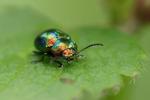 Vratičový brouk (Chrysolina graminis)