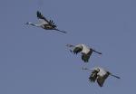  Common Crane  ( Grus grus)