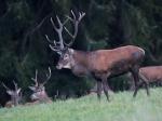 Red Deer (Cervus elaphus)