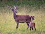 Jelen lesní (Cervus elaphus)