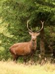 Red Deer (Cervus elaphus)