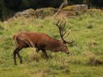 Jelen lesní (Cervus elaphus)