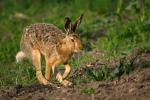 European Hare  (Lepus europaeus)