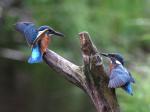 Kingfisher (Alcedo atthis)