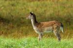 Fallow Deer (Dama dama)