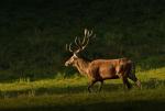 Jelen lesní (Cervus elaphus)