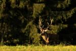 Red Deer (Cervus elaphus)