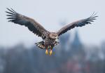  sea eagle ( Haliaeetus albicillus)