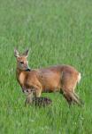  roe Deer ( Capreolus capreolus )