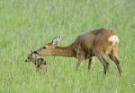  roe Deer ( Capreolus capreolus )