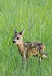  roe Deer ( Capreolus capreolus )