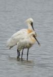 Kolpík bílý (Platalea leucorodia)