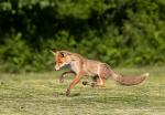  Liška obecná ( Vulpes Vulpes)