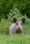  Wild Boar ( Sus scrofa)