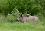  Wild Boar ( Sus scrofa)