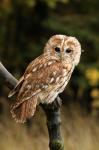 Tawny Owl (Strix aluco)