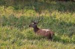 Red Deer (Cervus elaphus)