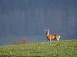  roe Deer ( Capreolus capreolus )