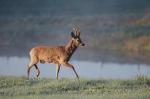  roe Deer ( Capreolus capreolus )