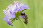 Napoleon spider (Synema globosum)