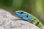 Green Lizard (Lacerta viridis)