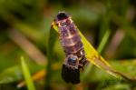 Greater firefly (Lampyris noctiluca)