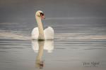  Mute swan  ( Muta olor)